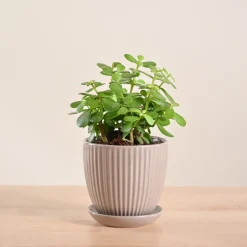 Jade Mini Plant