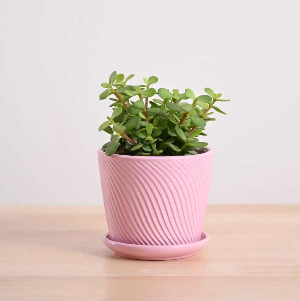 Jade Mini Plant