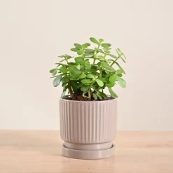 Jade Mini Plant
