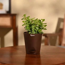 Jade Mini Plant