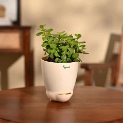 Jade Mini Plant