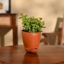 Jade Mini Plant