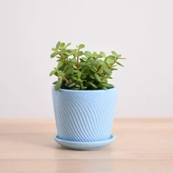 Jade Mini Plant