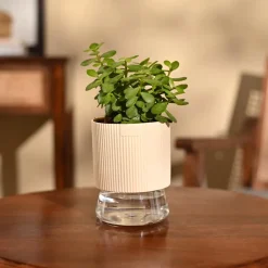 Jade Mini Plant