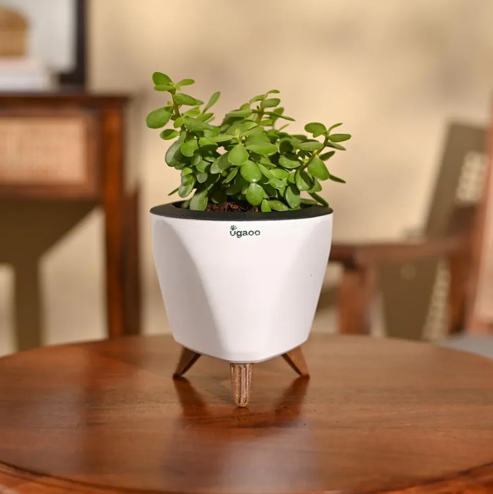 Jade Mini Plant