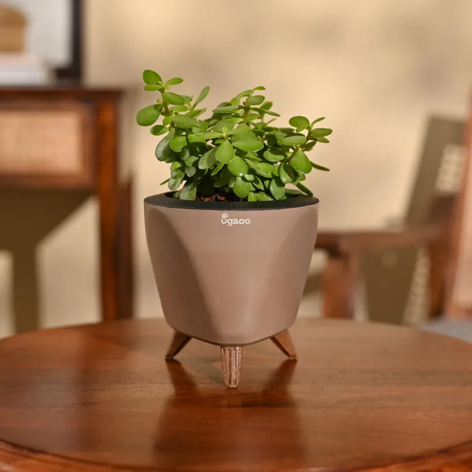Jade Mini Plant
