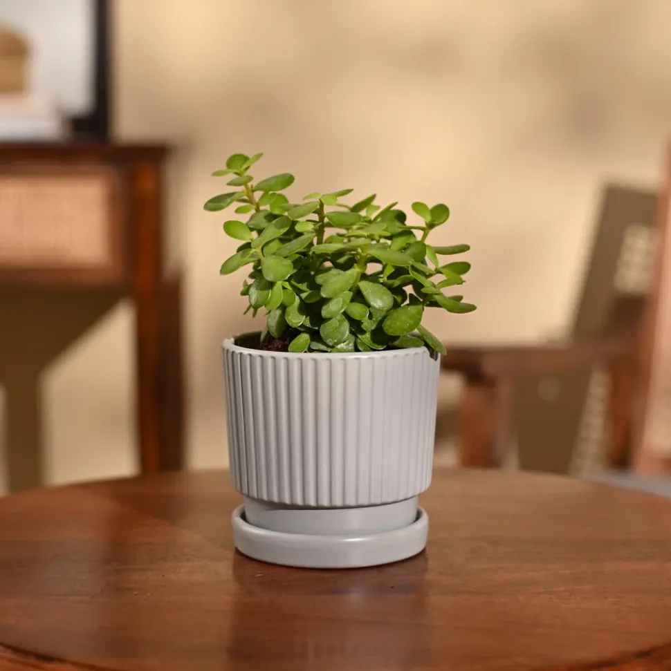 Jade Mini Plant