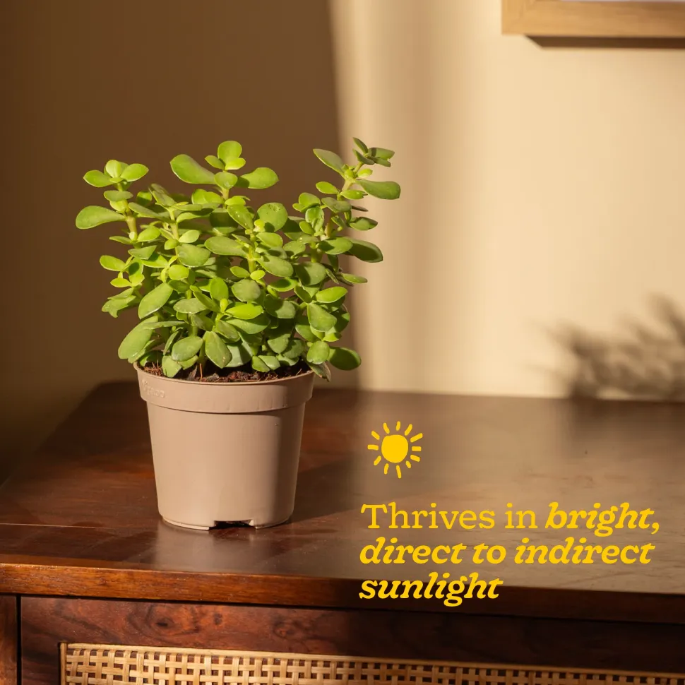 Jade Mini Plant