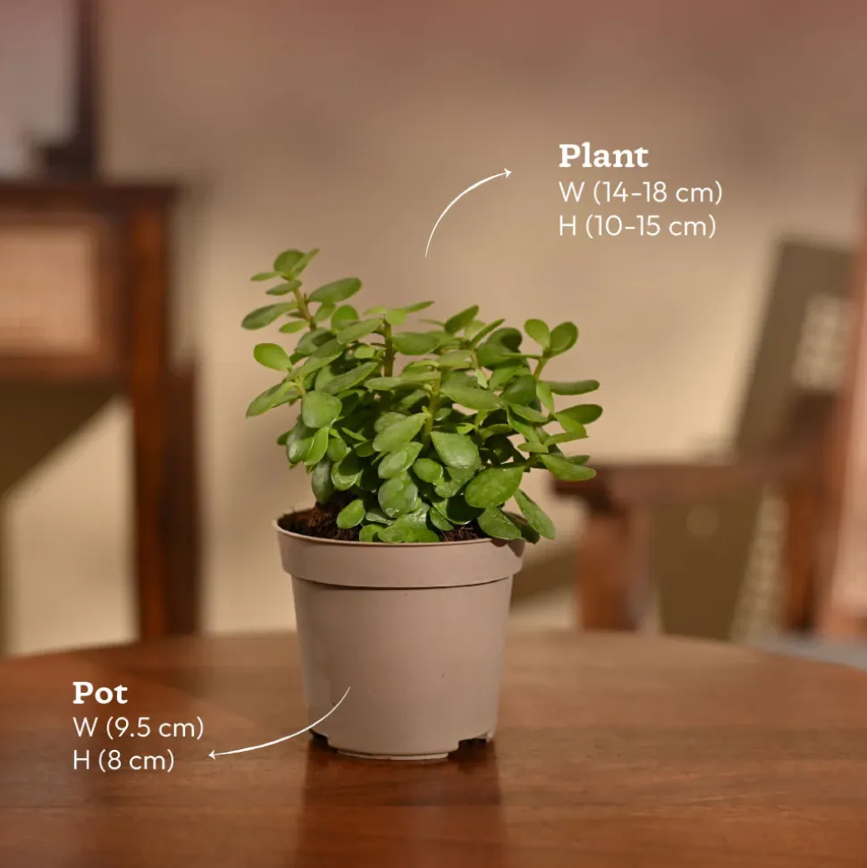 Jade Mini Plant