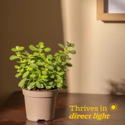 Jade Mini Plant