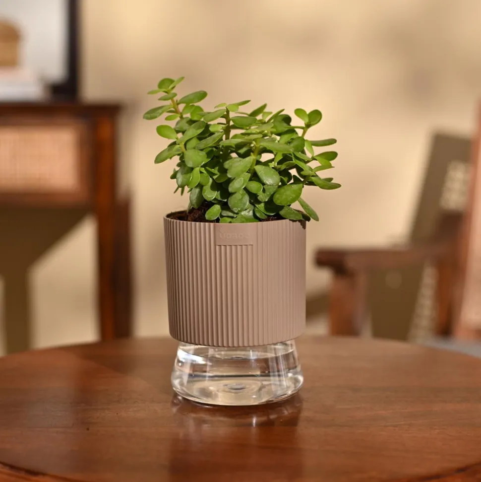 Jade Mini Plant