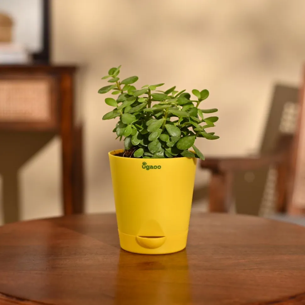 Jade Mini Plant