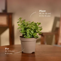 Jade Mini Plant