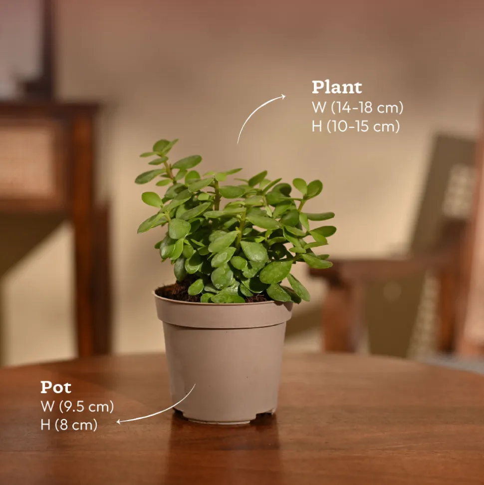 Jade Mini Plant