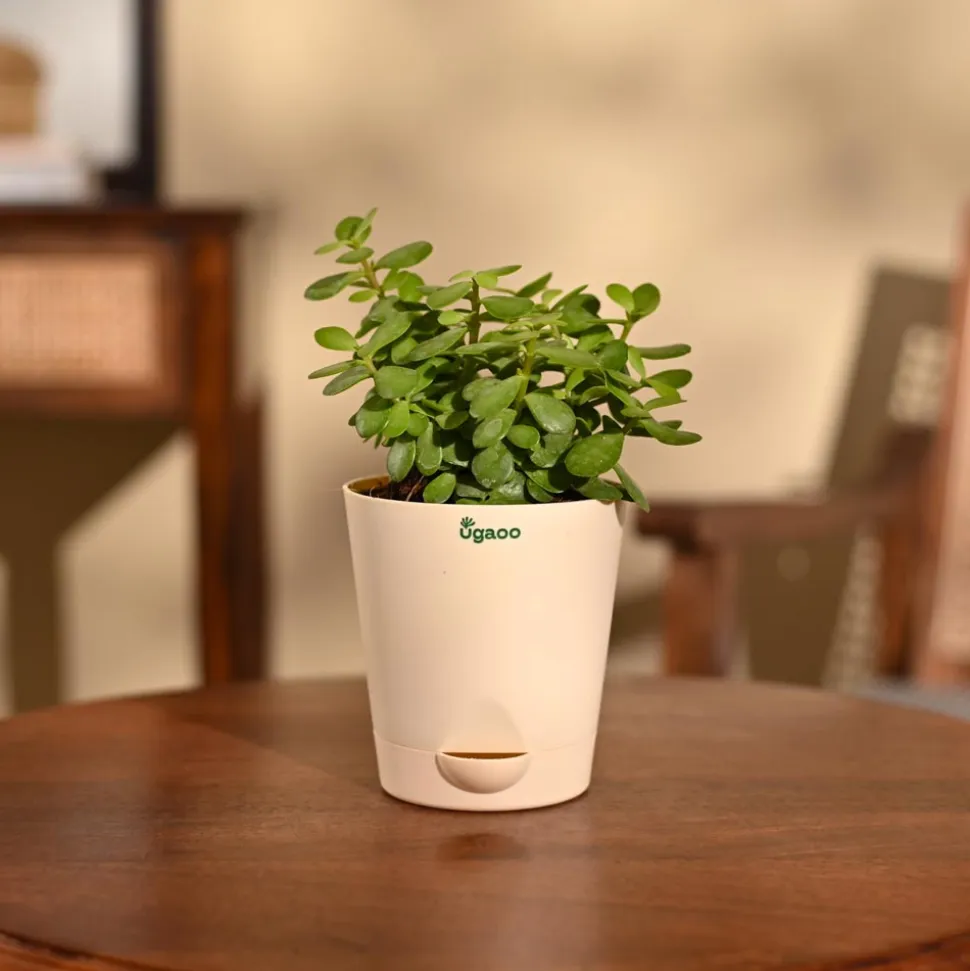 Jade Mini Plant