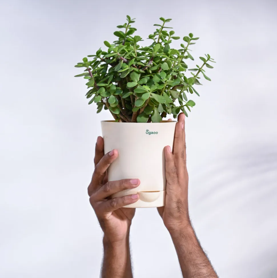 Jade Mini Plant