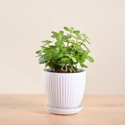 Jade Mini Plant