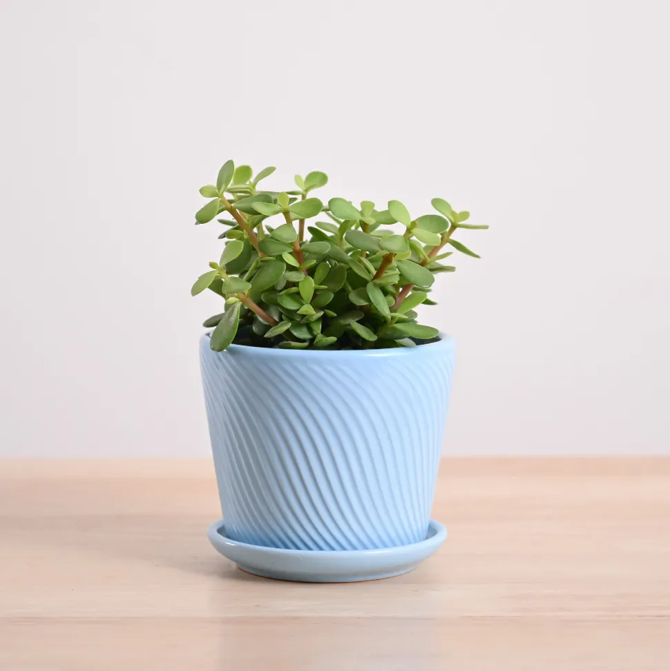 Jade Mini Plant