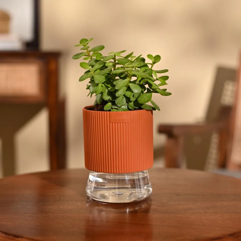 Jade Mini Plant