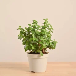 Jade Mini Plant