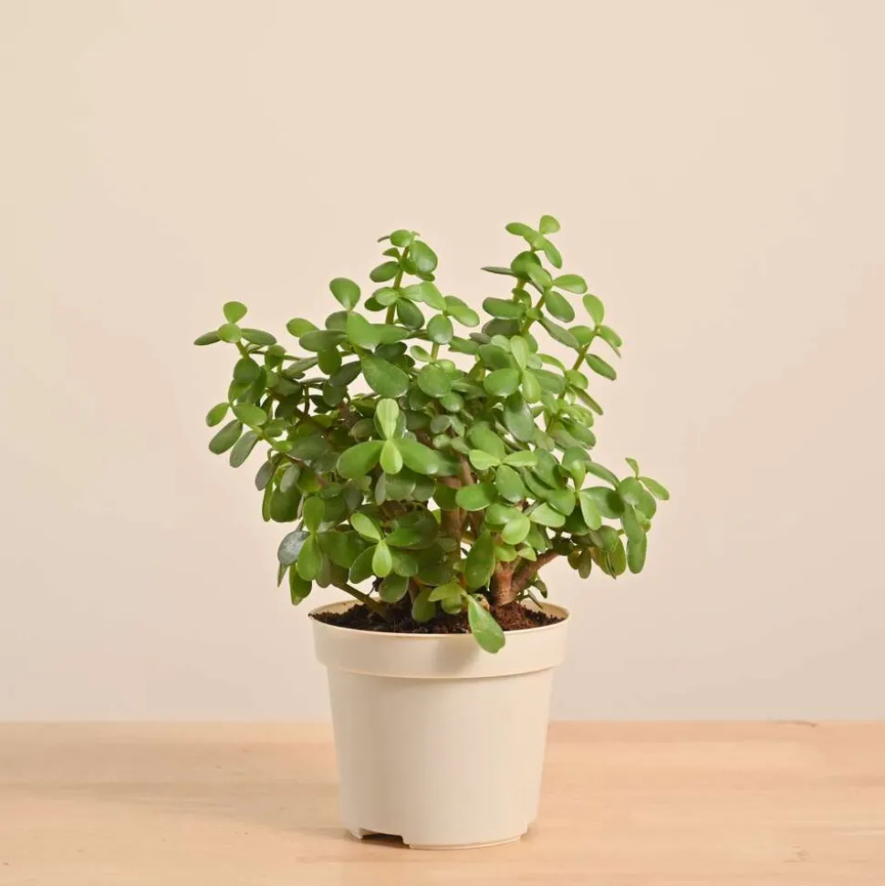Jade Mini Plant