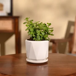 Jade Mini Plant