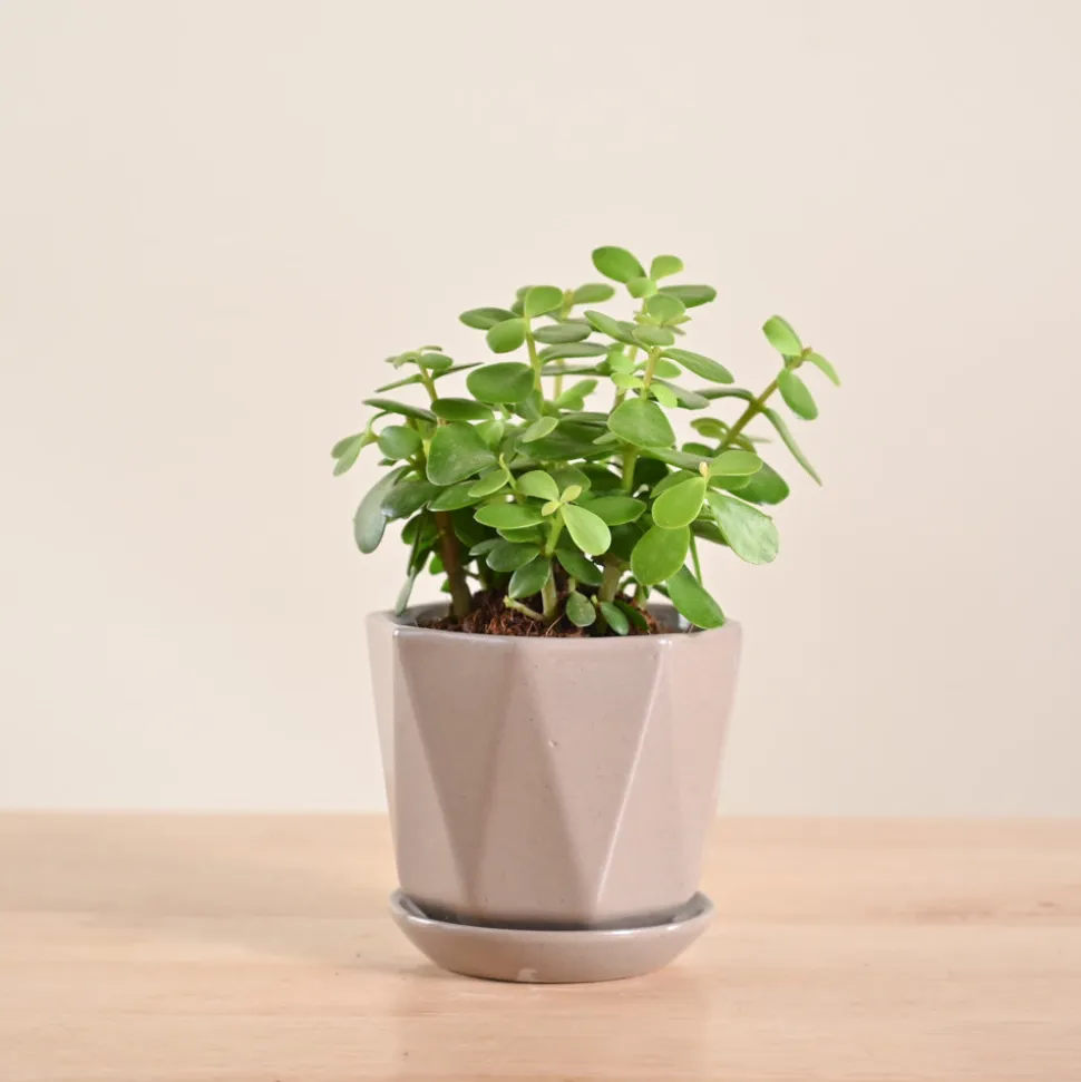 Jade Mini Plant