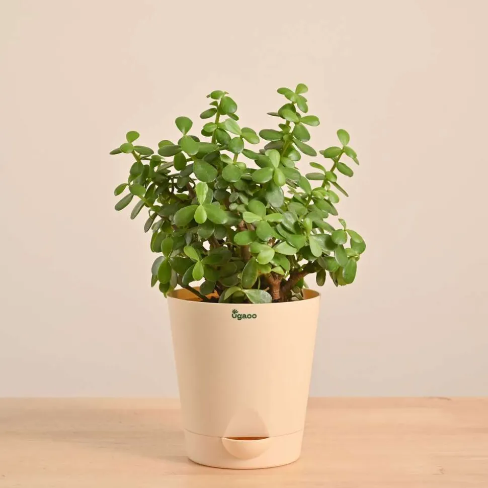 Jade Mini Plant