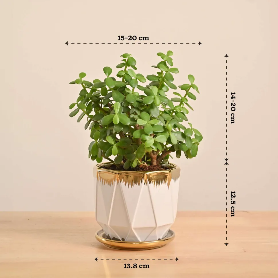 Jade Mini Plant