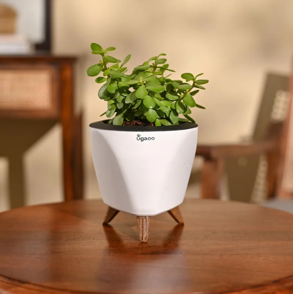 Jade Mini Plant