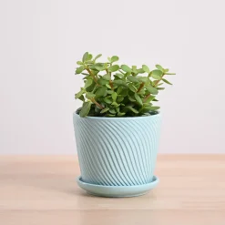 Jade Mini Plant