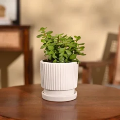 Jade Mini Plant