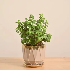 Jade Mini Plant