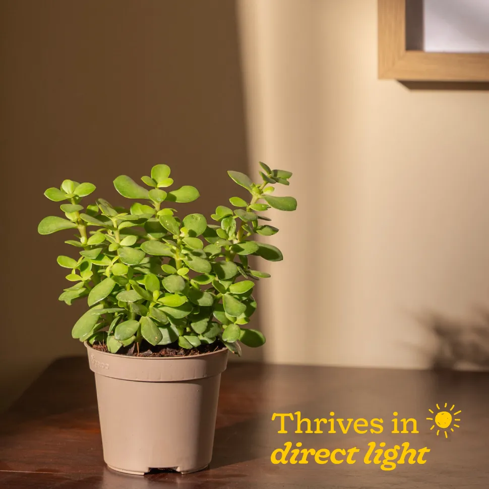 Jade Mini Plant