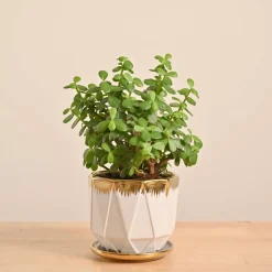 Jade Mini Plant