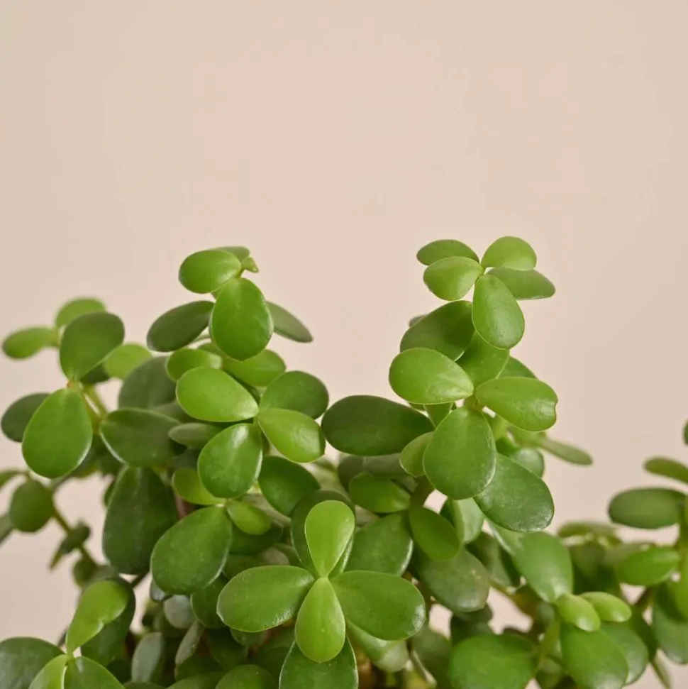 Jade Mini Plant