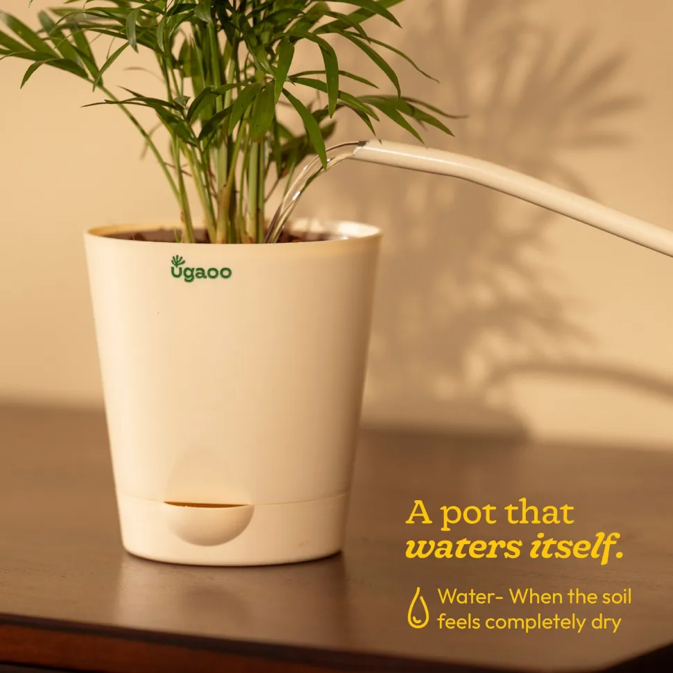 Jade Mini Plant