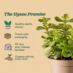 Jade Mini Plant