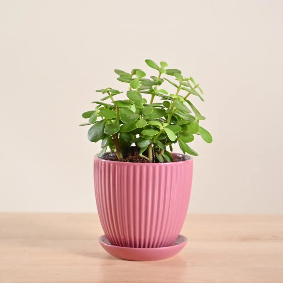 Jade Mini Plant
