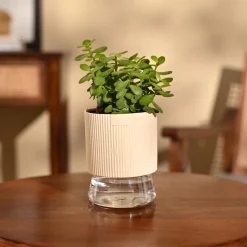 Jade Mini Plant
