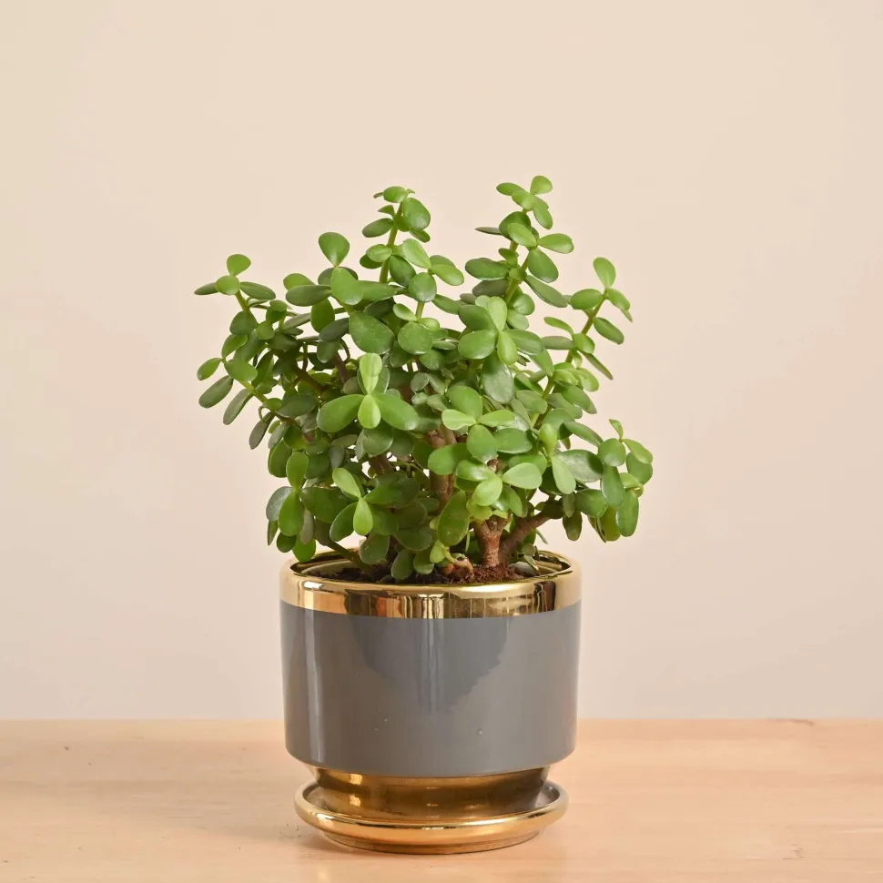 Jade Mini Plant