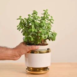 Jade Mini Plant