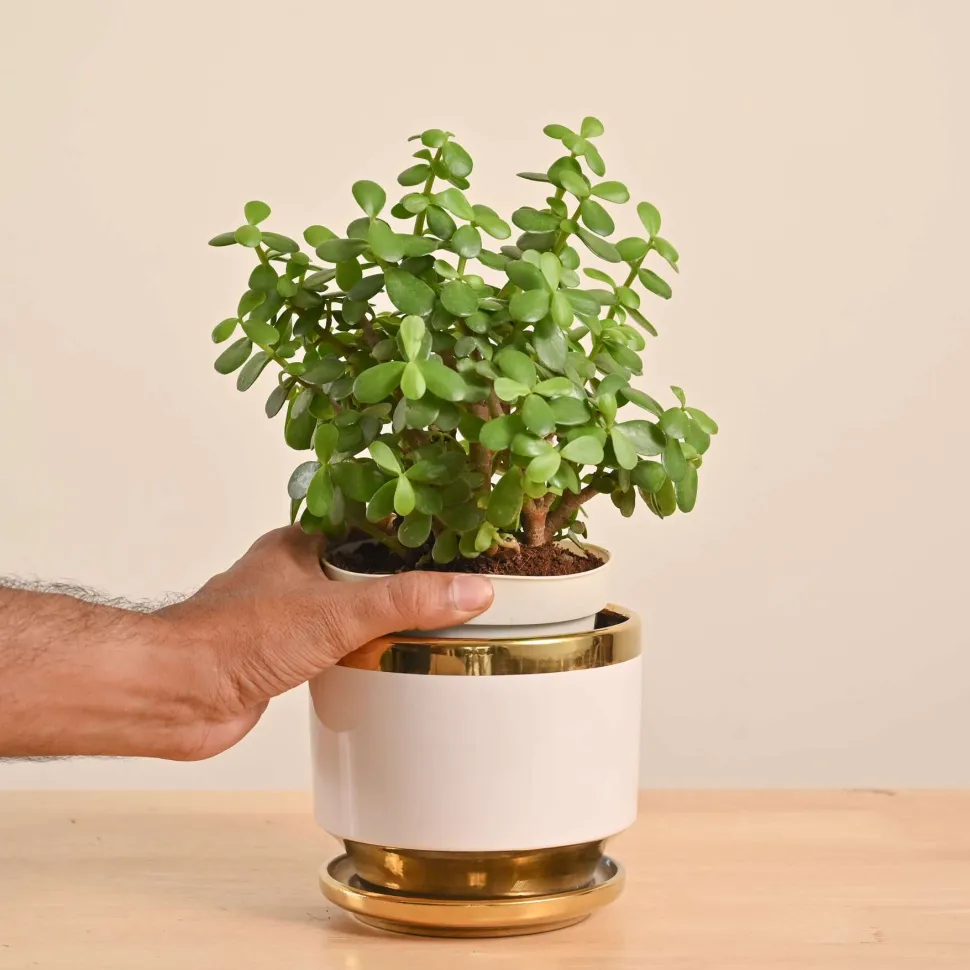 Jade Mini Plant