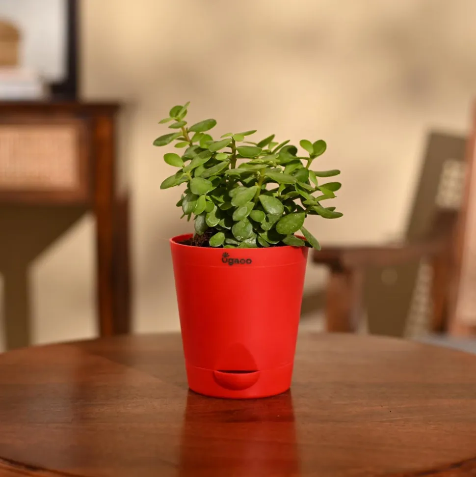 Jade Mini Plant