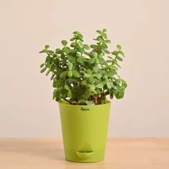 Jade Mini Plant