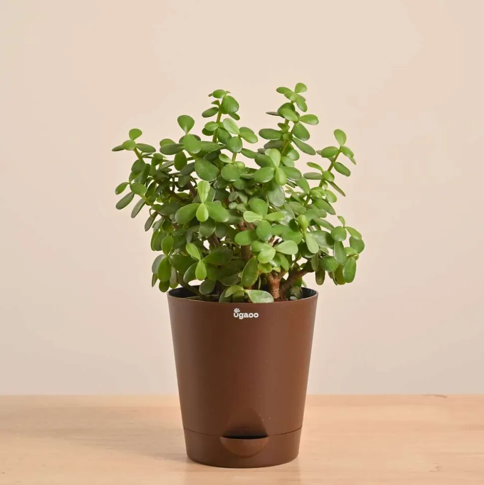 Jade Mini Plant