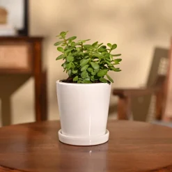 Jade Mini Plant