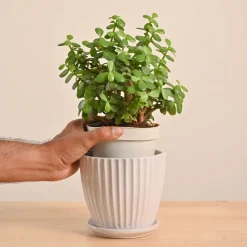 Jade Mini Plant