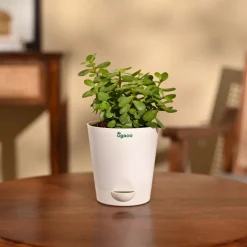 Jade Mini Plant