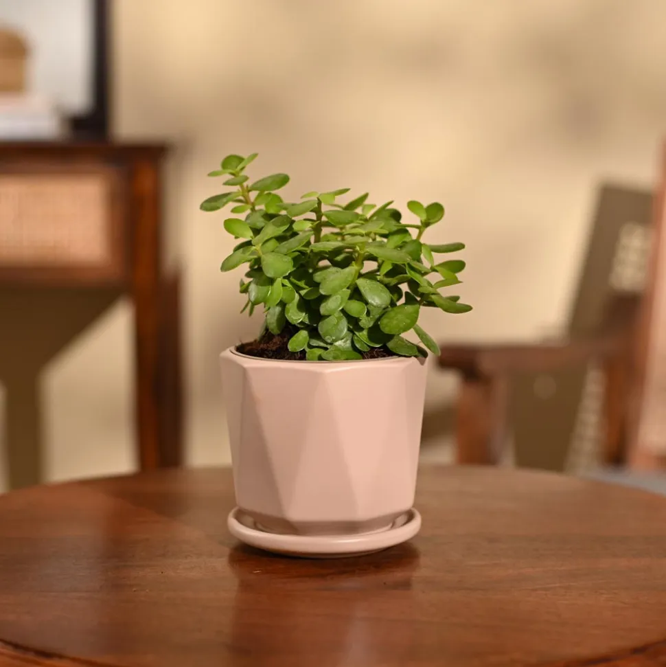 Jade Mini Plant